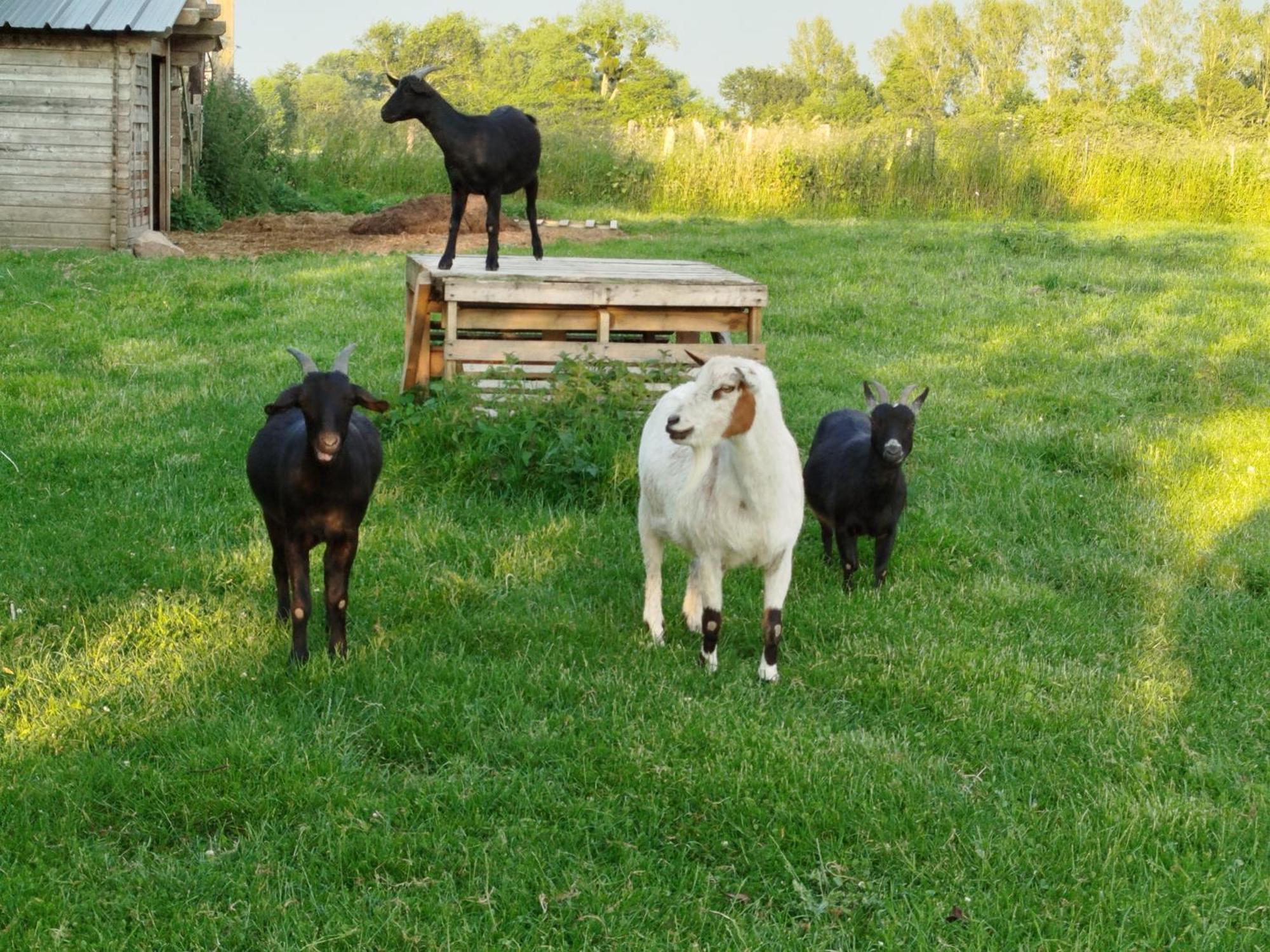 La Ferme D' Emerentine Bacilly Buitenkant foto